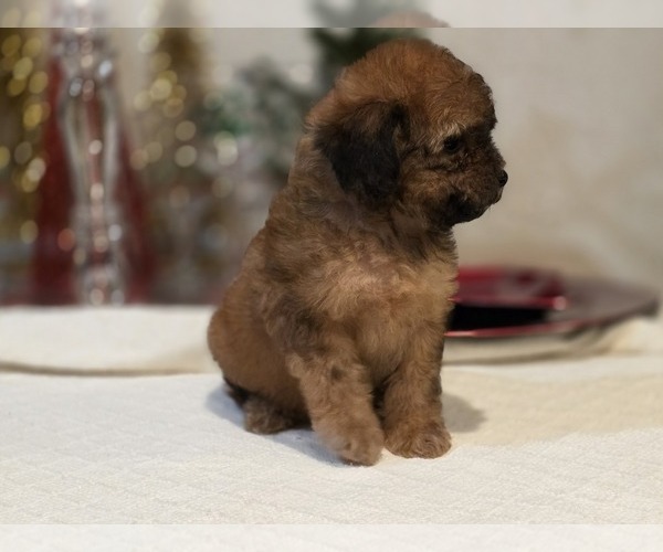 Medium Photo #13 Goldendoodle (Miniature) Puppy For Sale in DUBLIN, TX, USA