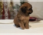 Small #12 Goldendoodle (Miniature)