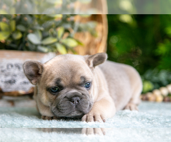 Medium Photo #5 French Bulldog Puppy For Sale in NAPPANEE, IN, USA
