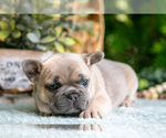 Small #4 French Bulldog