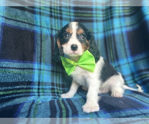 Medium Photo #3 Cavalier King Charles Spaniel Puppy For Sale in LAKELAND, FL, USA