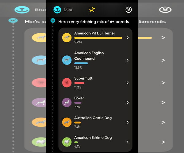 Medium Photo #14 Boxer-Unknown Mix Puppy For Sale in Holly Springs, NC, USA