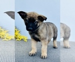 Puppy 2 Malinois