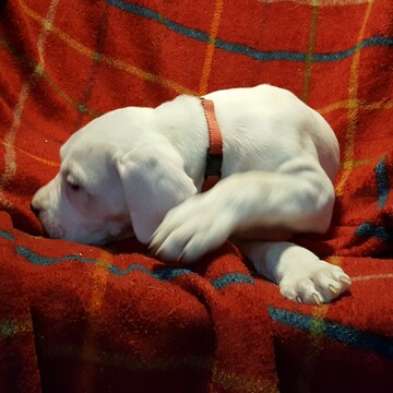 Medium Photo #137 Dogo Argentino Puppy For Sale in JANE, MO, USA