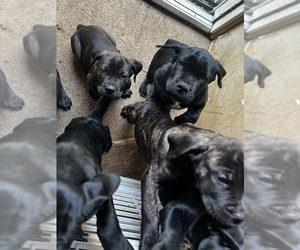 Cane Corso Puppy for sale in SHERIDAN, CO, USA