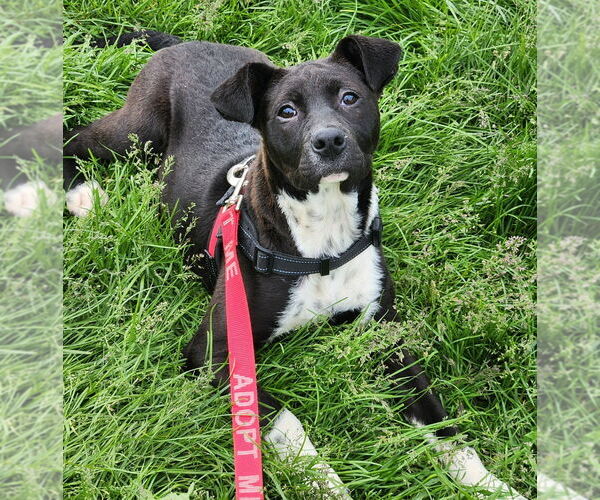 Medium Photo #5 Labrador Retriever-Unknown Mix Puppy For Sale in Walnutport, PA, USA