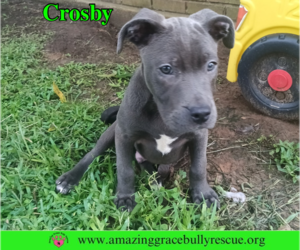 American Pit Bull Terrier-Unknown Mix Dogs for adoption in Milton, FL, USA