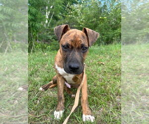 Bulldog-Unknown Mix Dogs for adoption in Tarrytown, GA, USA
