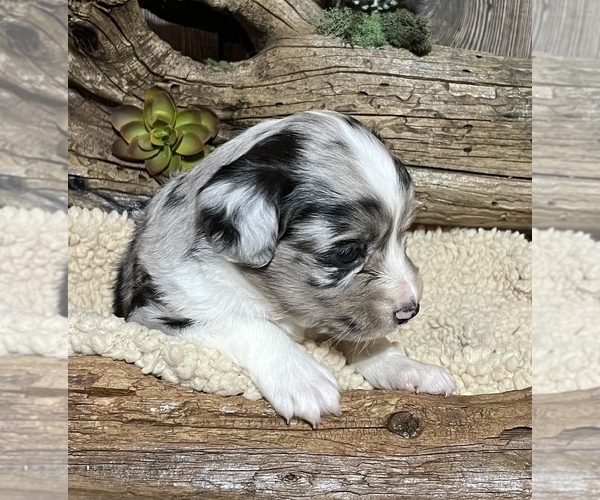 Medium Photo #4 Miniature Australian Shepherd Puppy For Sale in GEARY, OK, USA