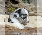 Small Photo #4 Miniature Australian Shepherd Puppy For Sale in GEARY, OK, USA