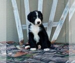Small Photo #1 Aussiedoodle Puppy For Sale in CANAJOHARIE, NY, USA