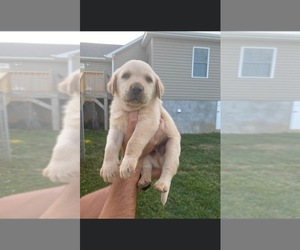 Labrador Retriever Puppy for sale in CONNELLY SPG, NC, USA