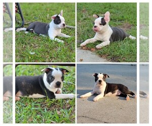 Boston Terrier Puppy for sale in TURBEVILLE, SC, USA