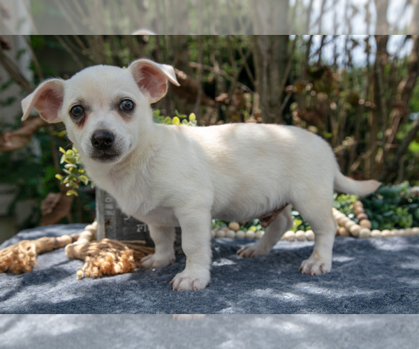 Medium Photo #12 Chihuahua Puppy For Sale in SALEM, IN, USA