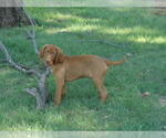Small Photo #4 Vizsla Puppy For Sale in AMORITA, OK, USA