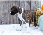 Small Photo #18 Boxer Puppy For Sale in WAKARUSA, IN, USA