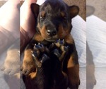 Small Photo #5 Doberman Pinscher Puppy For Sale in CORONA, CA, USA