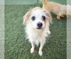 Mutt Dogs for adoption in phoenix, AZ, USA