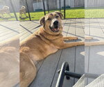 Small Black Mouth Cur-German Shepherd Dog Mix