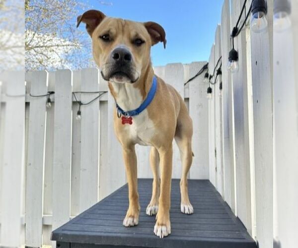 Medium Photo #8 Mutt Puppy For Sale in Fargo, ND, USA