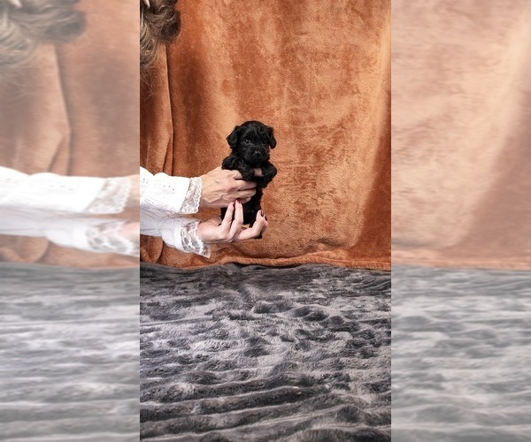 Medium Photo #41 Yorkipoo Puppy For Sale in FENTON, MI, USA
