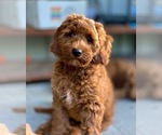 Small #14 Australian Labradoodle