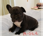 Puppy 6 French Bulldog