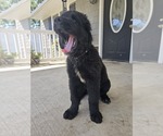 Small #4 Newfoundland