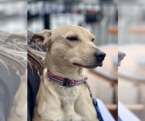 Medium Photo #12 Dachshund-Unknown Mix Puppy For Sale in Mount Laurel, NJ, USA
