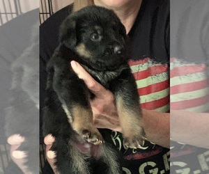German Shepherd Dog Puppy for sale in PRINCETON, TX, USA