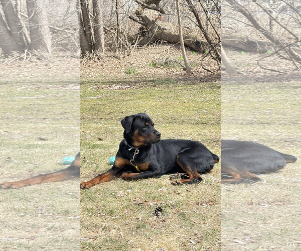 Medium Photo #4 Rottweiler Puppy For Sale in Hillsboro, NH, USA