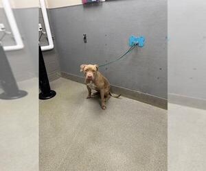 Mutt Dogs for adoption in Las Vegas, NV, USA