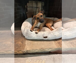 Chihuahua-Unknown Mix Dogs for adoption in Ball Ground, GA, USA