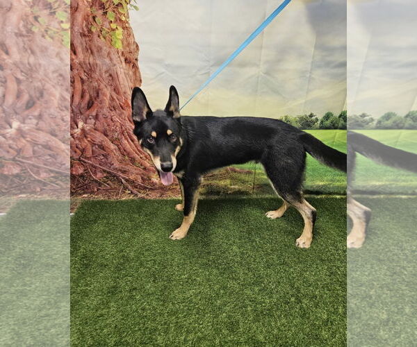 Medium Photo #2 German Shepherd Dog-Huskies  Mix Puppy For Sale in Euless, TX, USA
