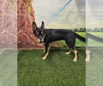 Small #1 German Shepherd Dog-Huskies  Mix