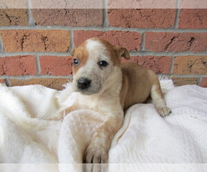 Australian Cattle Dog Puppy for sale in KALAMAZOO, MI, USA