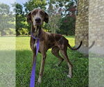 Small #7 Doberman Pinscher-Great Dane Mix