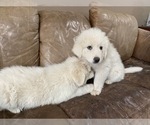 Small Photo #2 Great Pyrenees Puppy For Sale in BLACK FOREST, CO, USA