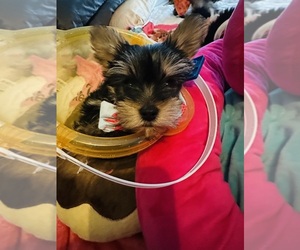 Australian Yorkshire Terrier Puppy for sale in N CHARLESTON, SC, USA