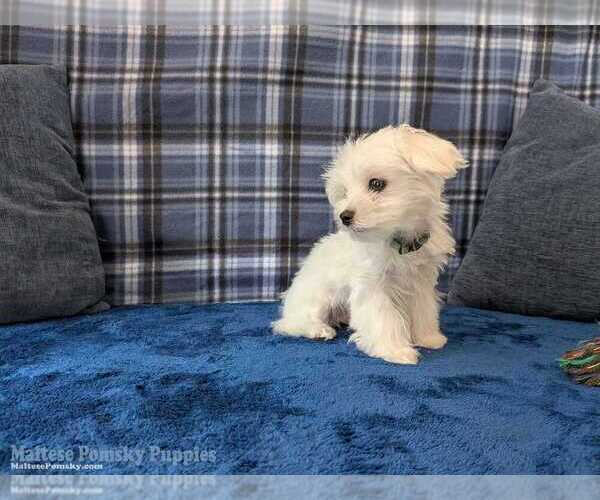 Medium Photo #6 Maltese Puppy For Sale in OCALA, FL, USA