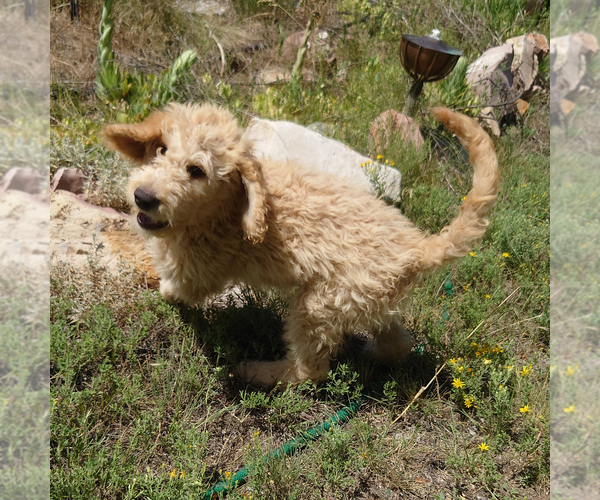Medium Photo #1 Goldendoodle Puppy For Sale in PEYTON, CO, USA