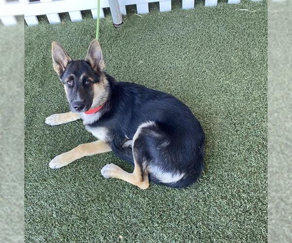 Medium Photo #1 German Shepherd Dog Puppy For Sale in Modesto, CA, USA