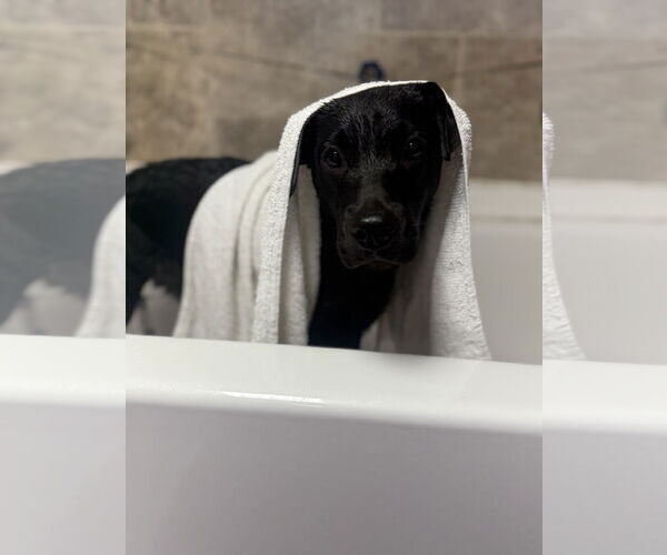 Medium Photo #3 Labrador Retriever-Unknown Mix Puppy For Sale in Virginia Beach, VA, USA