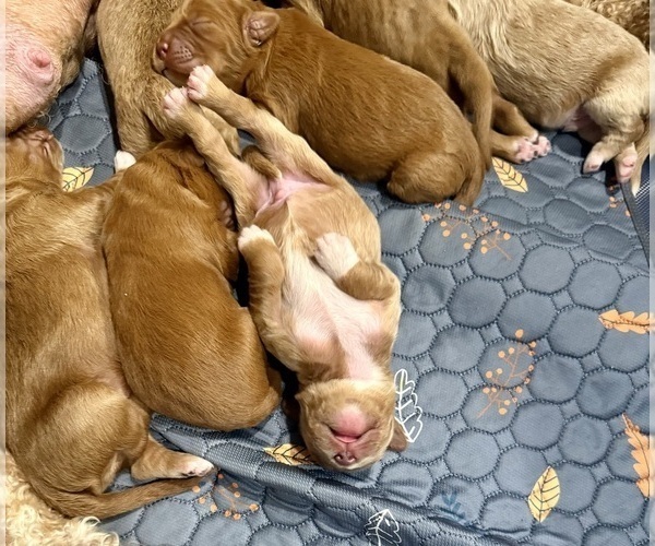 Medium Photo #15 Goldendoodle Puppy For Sale in ORANGEVALE, CA, USA