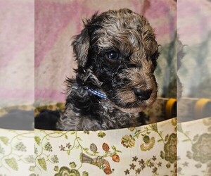 F2 Aussiedoodle Puppy for sale in LEBANON, ME, USA