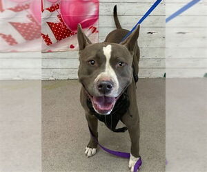 Mutt Dogs for adoption in San Bernardino, CA, USA