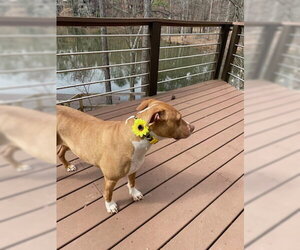 Hazel - Female American Bulldog-Labrador Retriever Mix Dog for Adoption - Photo #4