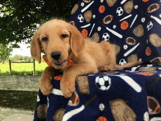 Labradoodle Puppy for sale in PEACH BOTTOM, PA, USA