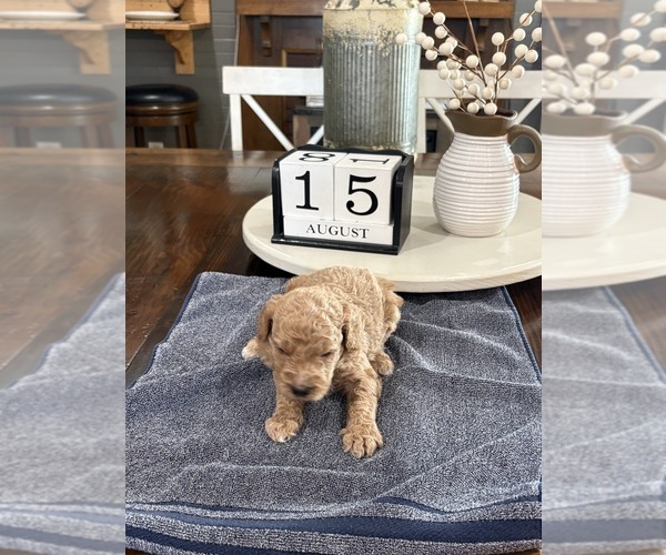 Medium Photo #7 Goldendoodle (Miniature) Puppy For Sale in ALBEMARLE, NC, USA