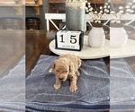 Small #6 Goldendoodle (Miniature)